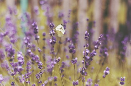 Butterfly in lavender